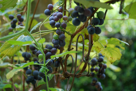 grapes82108.jpg