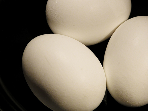 EGGS0006sm.jpg
