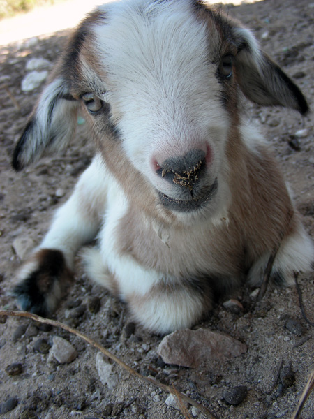 babygoat.jpg