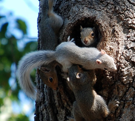 babysquirrels.jpg