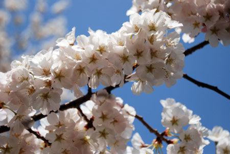 cherryblossoms.jpg