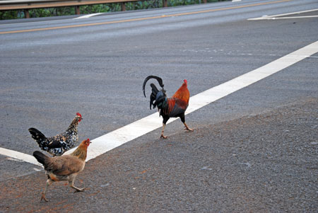 chickencross.jpg