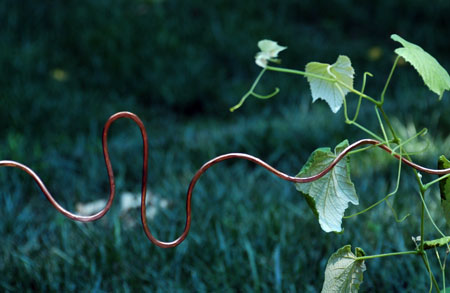 coppertrellis.jpg