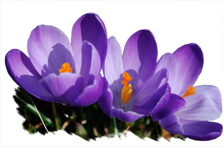crocus2.jpg