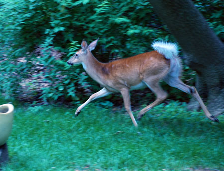 deer.jpg