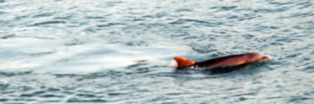 dolphin.jpg