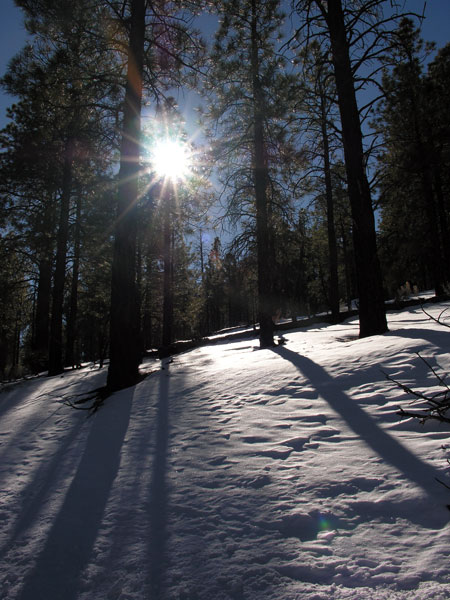 forestsun.jpg