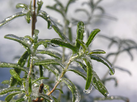 frozenrosemary.jpg