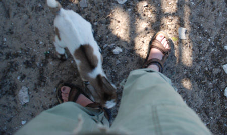 goatatfeet.jpg