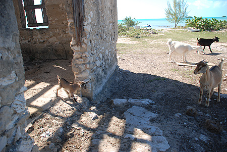 goatinbuilding.jpg