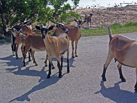 goats.jpg