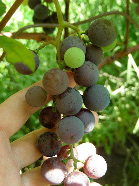 grapes81808.jpg