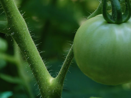 hairytomatoes.jpg