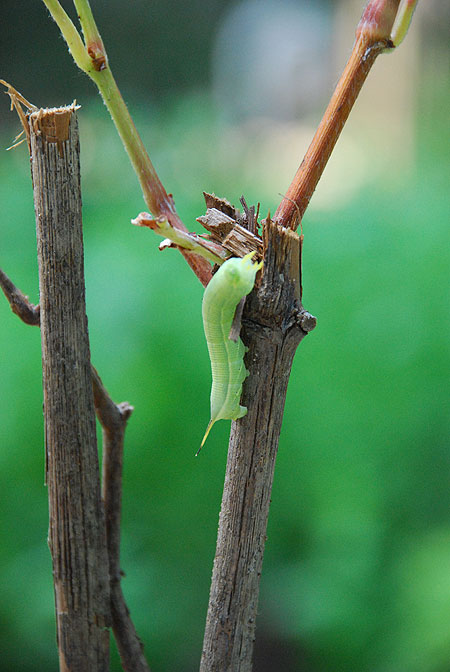 hornworm.jpg