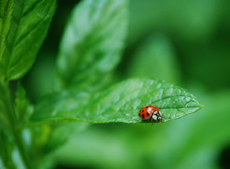 ladybug.jpg
