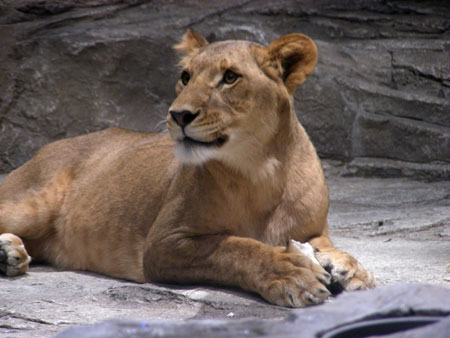 lion.jpg