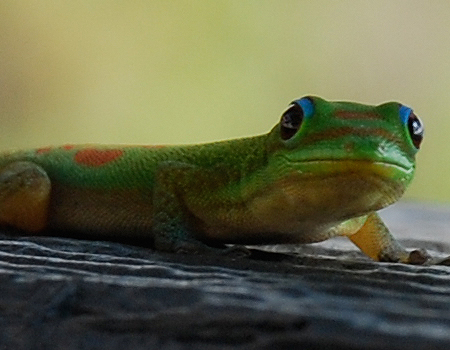 lizzard.jpg
