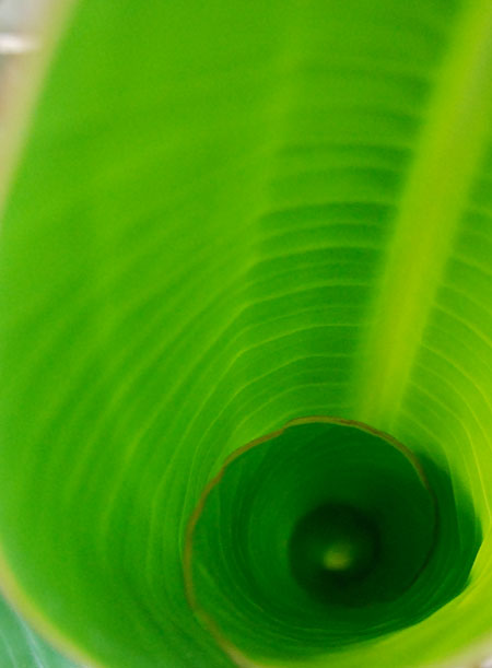 newgrowth.jpg