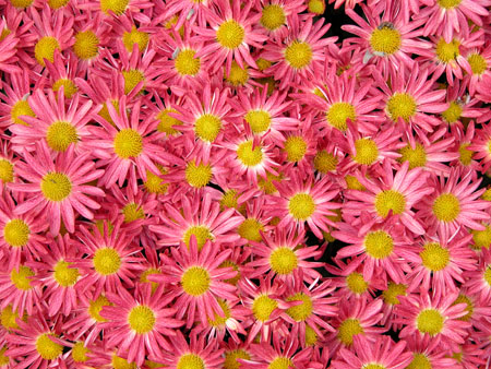 pinkdaisies.jpg