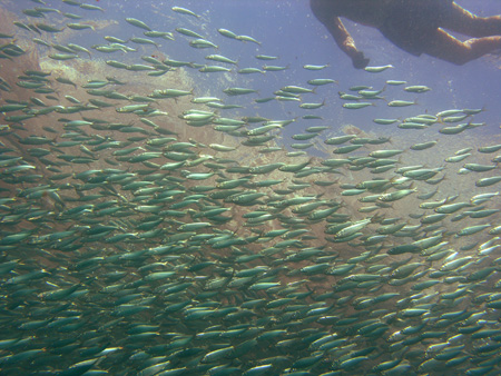 sardines.jpg