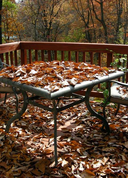 seaofleaves2.jpg