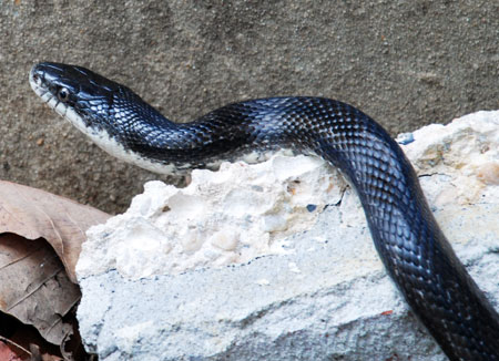 snake092.jpg