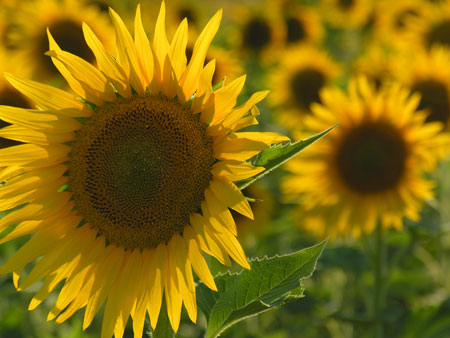 sunflower.jpg