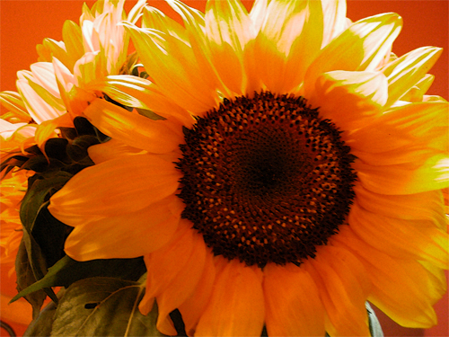 sunflowersforme.jpg