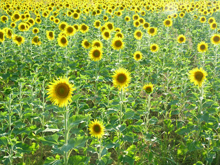 sunflowerstuscany.jpg