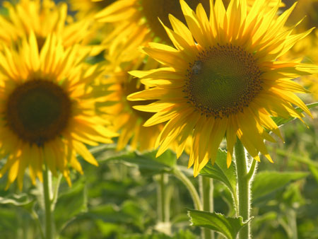 sunflowerstuscany2.jpg