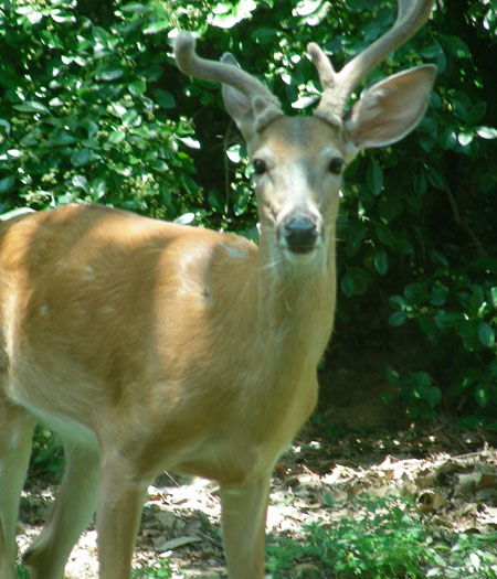 thisyearsdeer.jpg