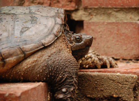 tortoise1.jpg