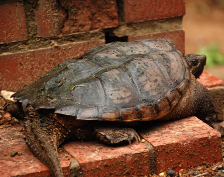 tortoise2.jpg