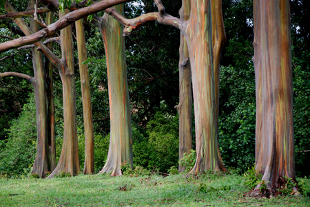 trees.jpg