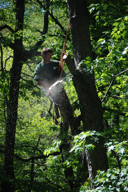 treetrim.jpg